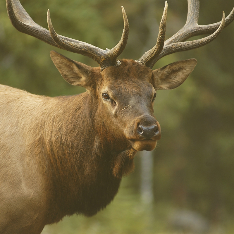 Ruttin Bull Busters